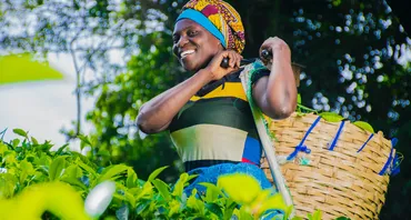A woman harvesting crops