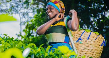 A woman harvesting crops