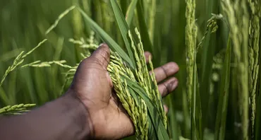 agriculture