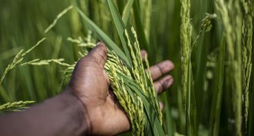 agriculture