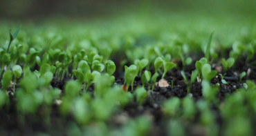 plant growth from fertile soil 