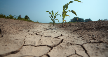 A-crop-in-drought