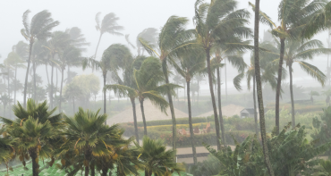 tropical trees blow during high winds 