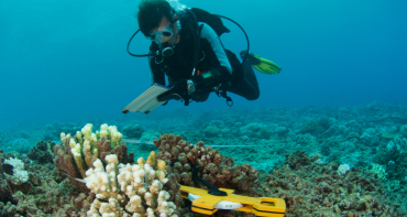 scuba diver above coral 