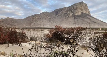 Barren landscape with green shoots. South Africa