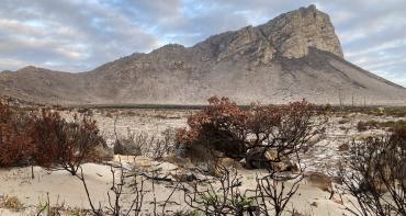 Barren landscape with green shoots. South Africa