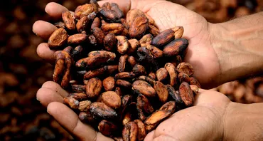 cocoa