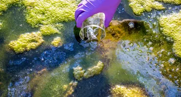 eutrophication