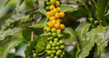 coffee tree2