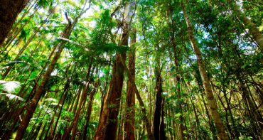 Leafy trees in rainforest