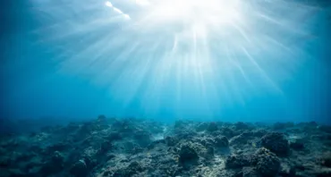 Bleached coral underwater
