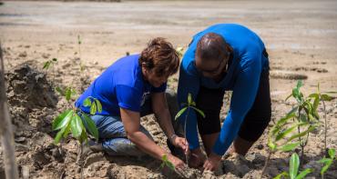 people planting mangroves