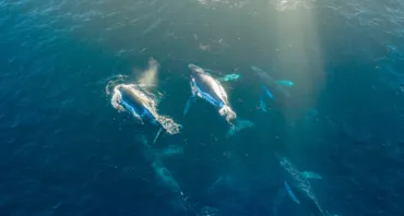 Aerial view of humpback whales in the ocean