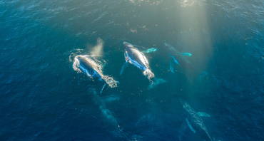 Aerial view of humpback whales in the ocean