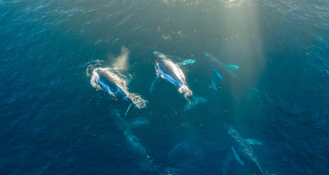 Aerial view of humpback whales in the ocean