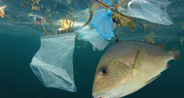 Fish eating plastic pollution in ocean