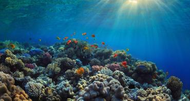 Underwater scene of coral and fish