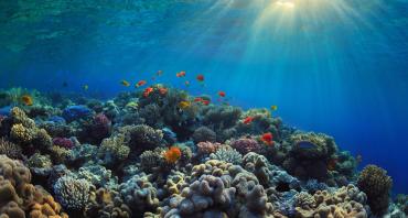 Underwater scene of coral and fish