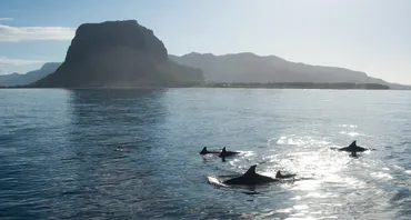 A school of dolphins in the Indian Ocean
