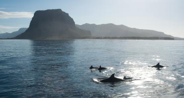 A school of dolphins in the Indian Ocean