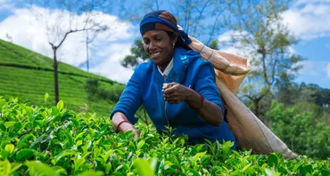 A woman picks tea leaves in Sri Lanka