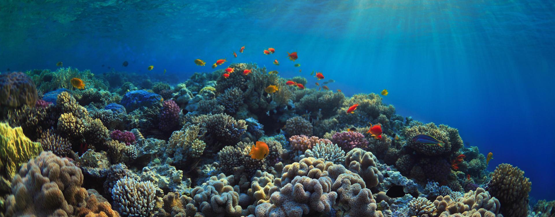 corals-in-the-ocean